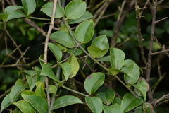 Sageretia