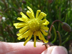 Crassothonna protecta