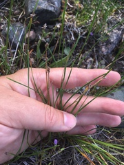 Eleocharis compressa