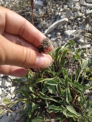 Globularia trichosantha