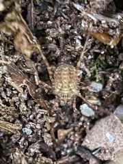 Lophopilio palpinalis
