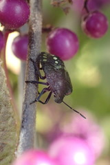 Nezara viridula