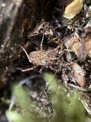Lophopilio palpinalis