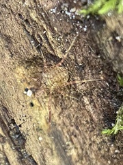 Lophopilio palpinalis