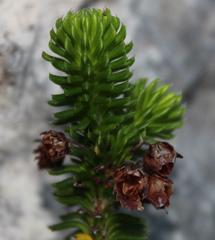Erica pulvinata