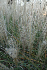Poaceae