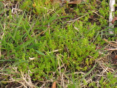 Crassula thunbergiana