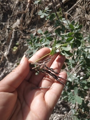 Coronilla coronata