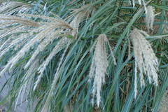 Poaceae