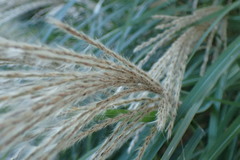 Poaceae