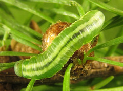 Pristiphora laricis