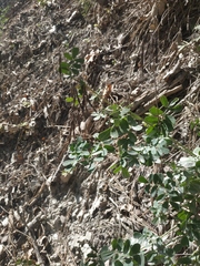 Coronilla coronata