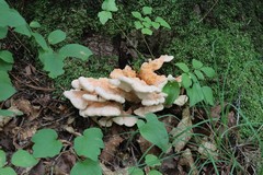 Laetiporus cremeiporus