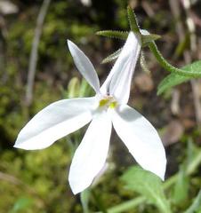 Lobelia pubescens