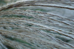 Poaceae