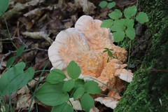 Laetiporus cremeiporus