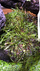 Vesicularia montagnei