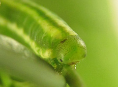 Pristiphora laricis