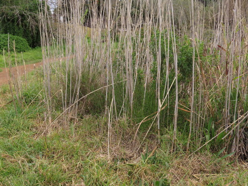 Image of Psoralea fascicularis by (c) Jeremy Gilmore, some rights reserved (CC BY)
