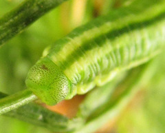 Pristiphora laricis