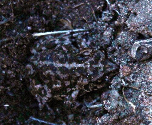 Capensibufo tradouwi