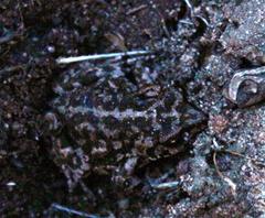 Capensibufo tradouwi