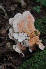 Laetiporus cremeiporus