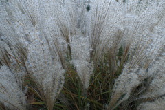 Poaceae