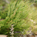 Selaginella uliginosa - Photo (c) Wayne Martin, algunos derechos reservados (CC BY-NC), subido por Wayne Martin