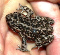 Capensibufo tradouwi