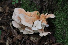 Laetiporus cremeiporus