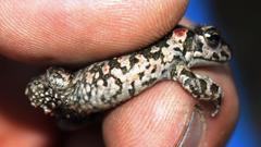 Capensibufo tradouwi