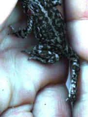 Capensibufo tradouwi