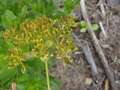 Notobubon ferulaceum