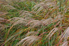 Poaceae