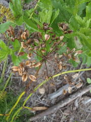 Notobubon ferulaceum