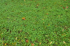 Magnoliopsida