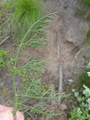 Notobubon ferulaceum