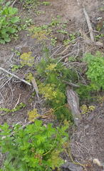 Notobubon ferulaceum