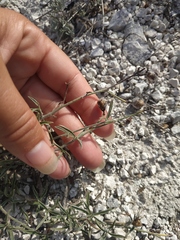 Convolvulus cantabrica