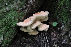 Laetiporus cremeiporus