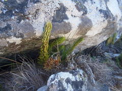 Phlegmariurus saururus