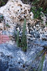 Erica occulta