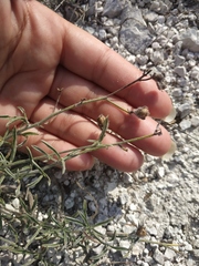 Convolvulus cantabrica