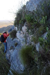 Erica occulta