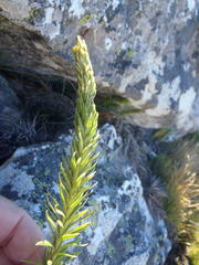 Phlegmariurus saururus