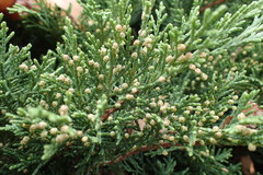 Sequoiadendron giganteum