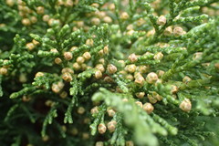 Sequoiadendron giganteum