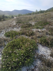 Globularia trichosantha