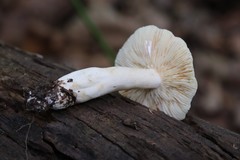 Lactarius azonites
